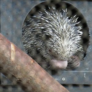 Brazilian porcupine