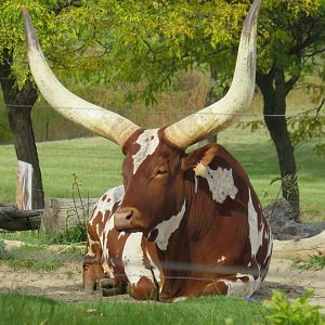 Watusi
