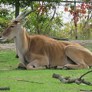 Common eland