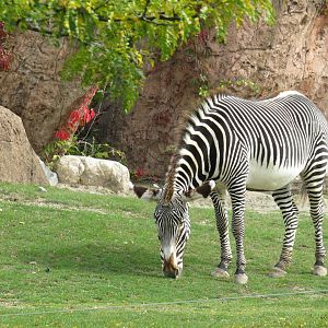 Grevy's zebra