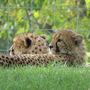 Cheetahs