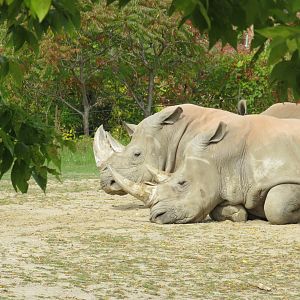 White rhinos