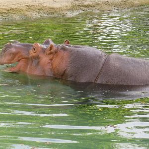Hippopotamus