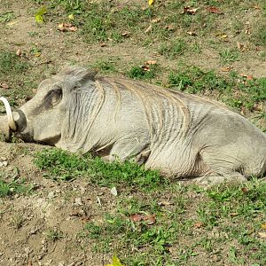 Common warthog