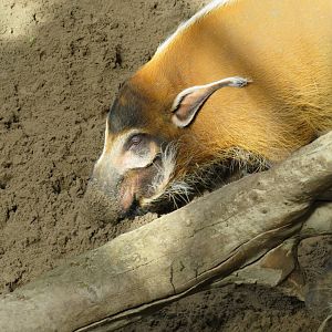 Red river hog