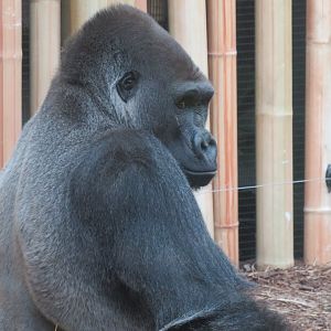 Western lowland gorilla