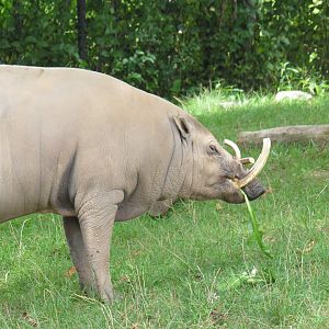 Babirusa