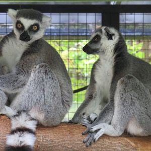 Ring-tailed lemurs