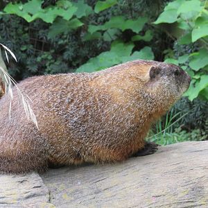 Woodchuck