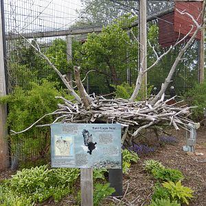5/28/2022 - Bald Eagle Nest Replica