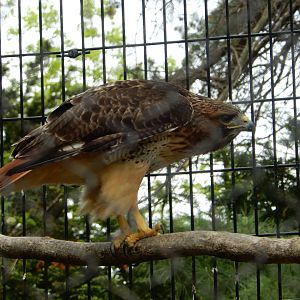 5/28/2022 - Red-tailed Hawk