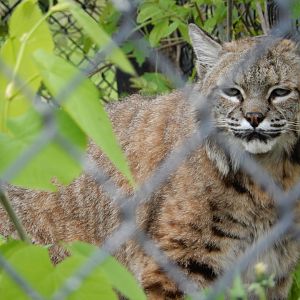 5/28/2022 - Bobcat