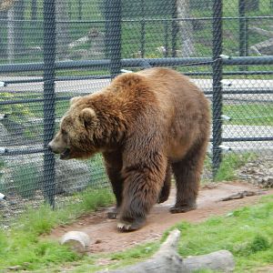 5/28/2022 - Kodiak Bear