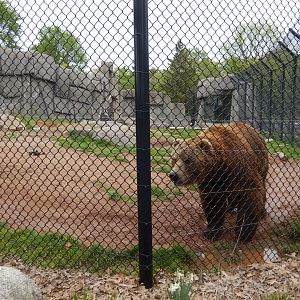 5/28/2022 - Kodiak Bear Habitat (Original Half)