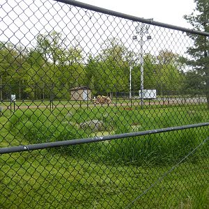 5/28/2022 - Sandhill Crane Exhibit