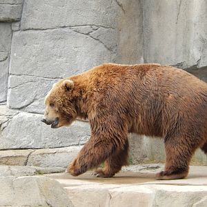 5/28/2022 - Kodiak Bear