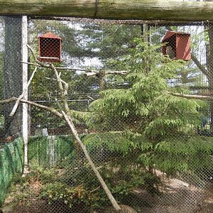5/28/2022 - Great Horned Owl Exhibit