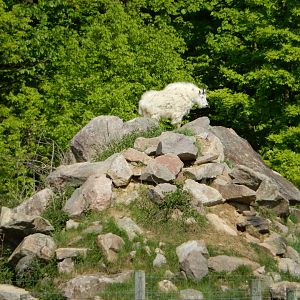 5/28/2022 - Mountain Goat