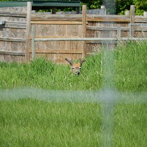 5/28/2022 - White-tailed Deer
