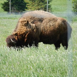 5/28/2022 - American Bison