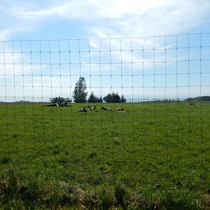 5/28/2022 - Elk Paddock