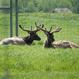 5/28/2022 - Elk Bulls