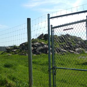 5/28/2022 - Mountain Goat Paddock