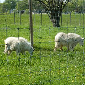 5/28/2022 - Mountain Goats