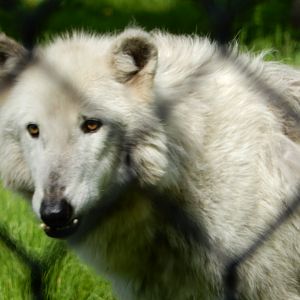 5/28/2022 - Timber Wolf Close-Up