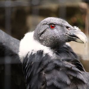 Andean Condor