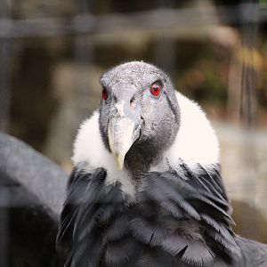 Andean Condor
