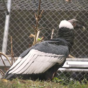 Andean Condor