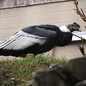 Andean Condor
