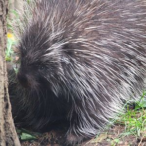 North American Porcupine