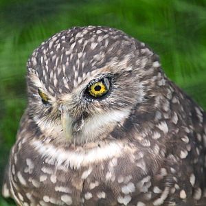 Western Burrowing Owl