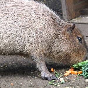 Capybara
