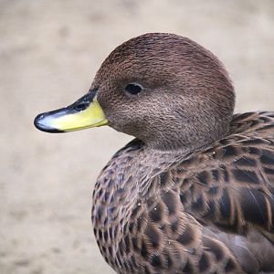 South Georgia Pintail