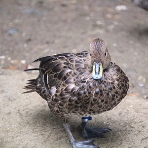 South Georgia Pintail