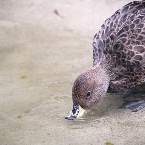 South Georgia Pintail