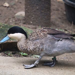 Puna Teal