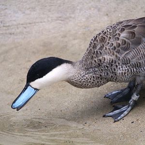 Puna Teal