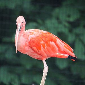 Scarlet Ibis