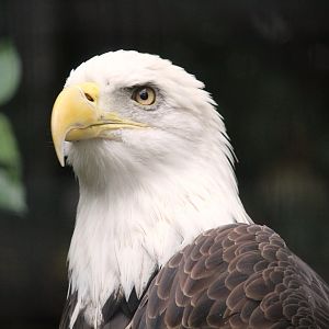 Northern Bald Eagle