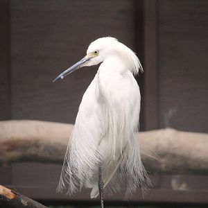 Snowy Egret