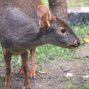 Southern Pudu