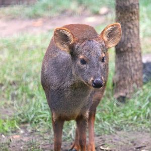 Southern Pudu