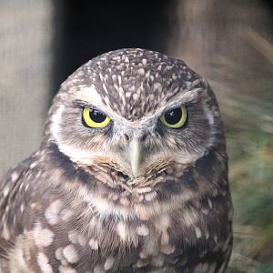 Western Burrowing Owl