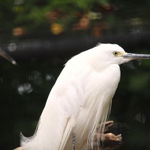 Snowy Egret
