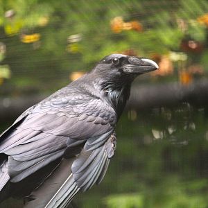 Northern Raven