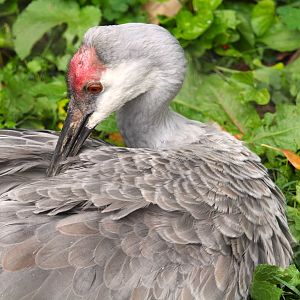Greater Sandhill Crane